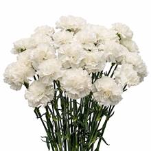 12 White Carnations Bouquet in Paper Packing