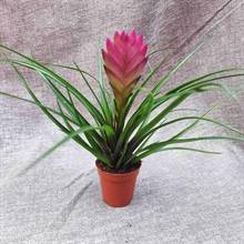 Bromeliad Summer Plant