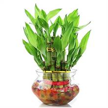 2 Layer Lucky Bamboo
