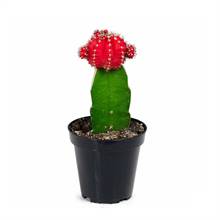 Big Moon Cactus - Red