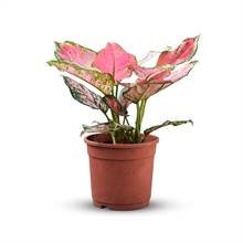 Pink Aglonema Plant