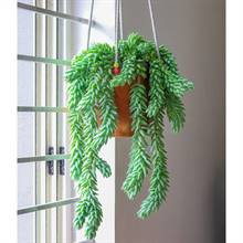 Bushtail Plant in Hanging Pot