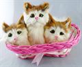 Battery Operating 3 Baby Cats In A Dark Pink Basket (H x W : 7 x 10 Inch Approx.)