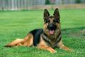 German Shepherd Single Coat (A) Grade Puppy