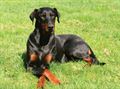 Doberman (A) Grade Puppy