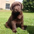 Labrador (A) Grade Puppy Brown