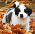 Saint Bernard (A) Grade Puppy