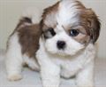 Lhasa Apso (A) Grade Puppy
