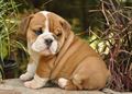 British Bulldog (A) Grade Puppy