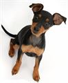 Miniature Pinscher (A) Grade Puppy