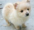 Pomeranian (A) Grade Puppy