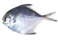 Pomfret Fish (1kg)