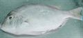 White Snapper (1kg)