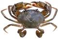 Crab Cut (500gm)