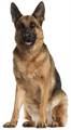 GERMAN SHEPHERD DOG
