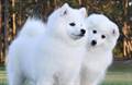 Japanese Spitz