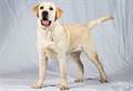The LABRADOR RETRIEVER