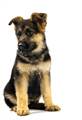 GERMAN SHEPHERD DOG