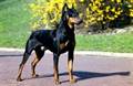 DOBERMAN