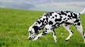 DALMATIAN