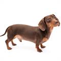 DACHSHUND
