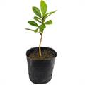 Magnolia Plant (Rukh Kamal)