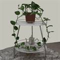 Golden Money Plant (Devil's Ivy)