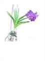 Orchid flower (ascda.pricess mikasa)
