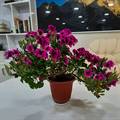 Zonal Geranium Plant