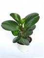 American Rubber Plant 