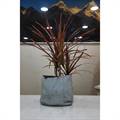Dragon Plant