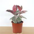 Ruby Rubber Plant