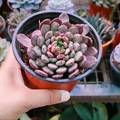 Sedeveria 'Pink Ruby' Plant