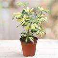 Schefflera Variegated (Umbrella) Plant