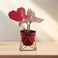 Aglaonema Pink in Metal Pot