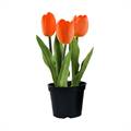 Orange Tulip Plant