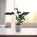 Anthurium Zizou in Ceramic Pot