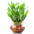 2 Layer Lucky Bamboo