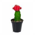 Big Moon Cactus - Red