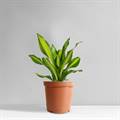 Dracaena Plant