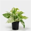 Marble Queen Pothos Plant