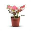 Pink Aglonema Plant