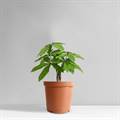 Money Tree plant 