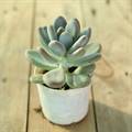 Moonstone Succulent