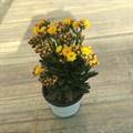 Kalinchoe Yellow Plant