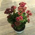 Kalinchoe Pink Plant