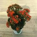 Kalinchoe Orange Plant