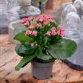 Kalinchoe Light Pink Plant