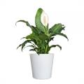 White Lily Plant