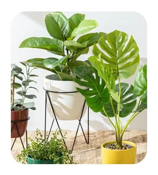 Indoor Plants